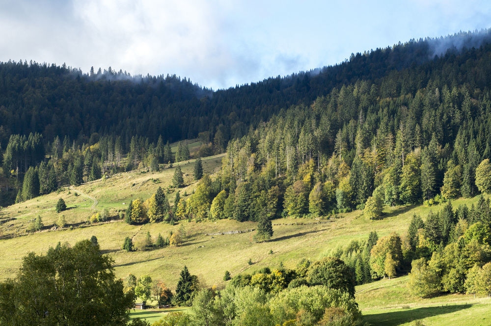 Hotel Grossbach Menzenschwand-Hinterdorf Buitenkant foto